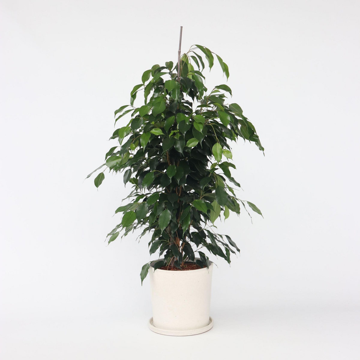 PLANT IN A BOX Ficus pleureur - Ficus benjamina 'Danielle' - Hauteur 100-110cm - ⌀21cm