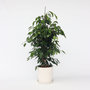 Voir la diapositive 6 : PLANT IN A BOX Ficus pleureur - Ficus benjamina 'Danielle' - Hauteur 100-110cm - ⌀21cm