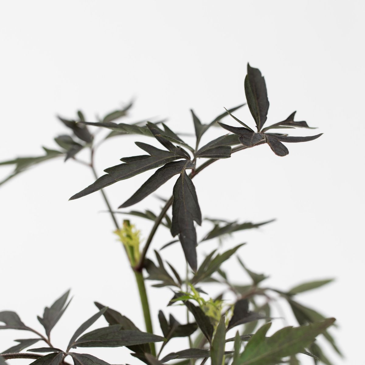 PLANT IN A BOX Sureau noir - Set de 2 - Sambucus nigra 'Black Lace' - Hauteur 25-40cm - ⌀17cm