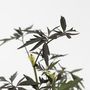 Voir la diapositive 3 : PLANT IN A BOX Sureau noir - Set de 2 - Sambucus nigra 'Black Lace' - Hauteur 25-40cm - ⌀17cm
