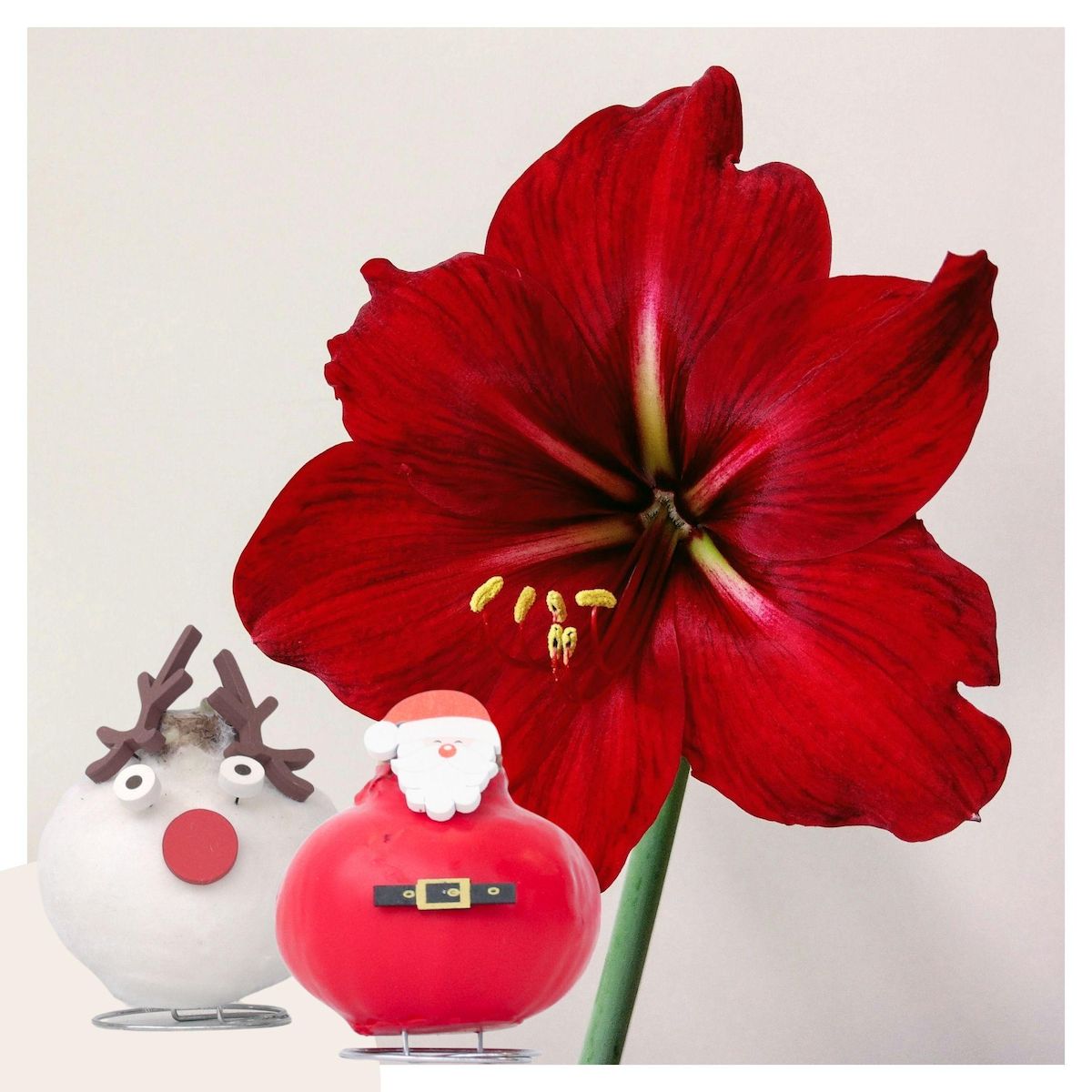 PLANT IN A BOX Amaryllis - Lot de 2 - Hippeastrum 'Spécial Cire Mix'