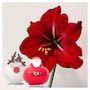 Voir la diapositive 5 : PLANT IN A BOX Amaryllis - Lot de 2 - Hippeastrum 'Spécial Cire Mix'
