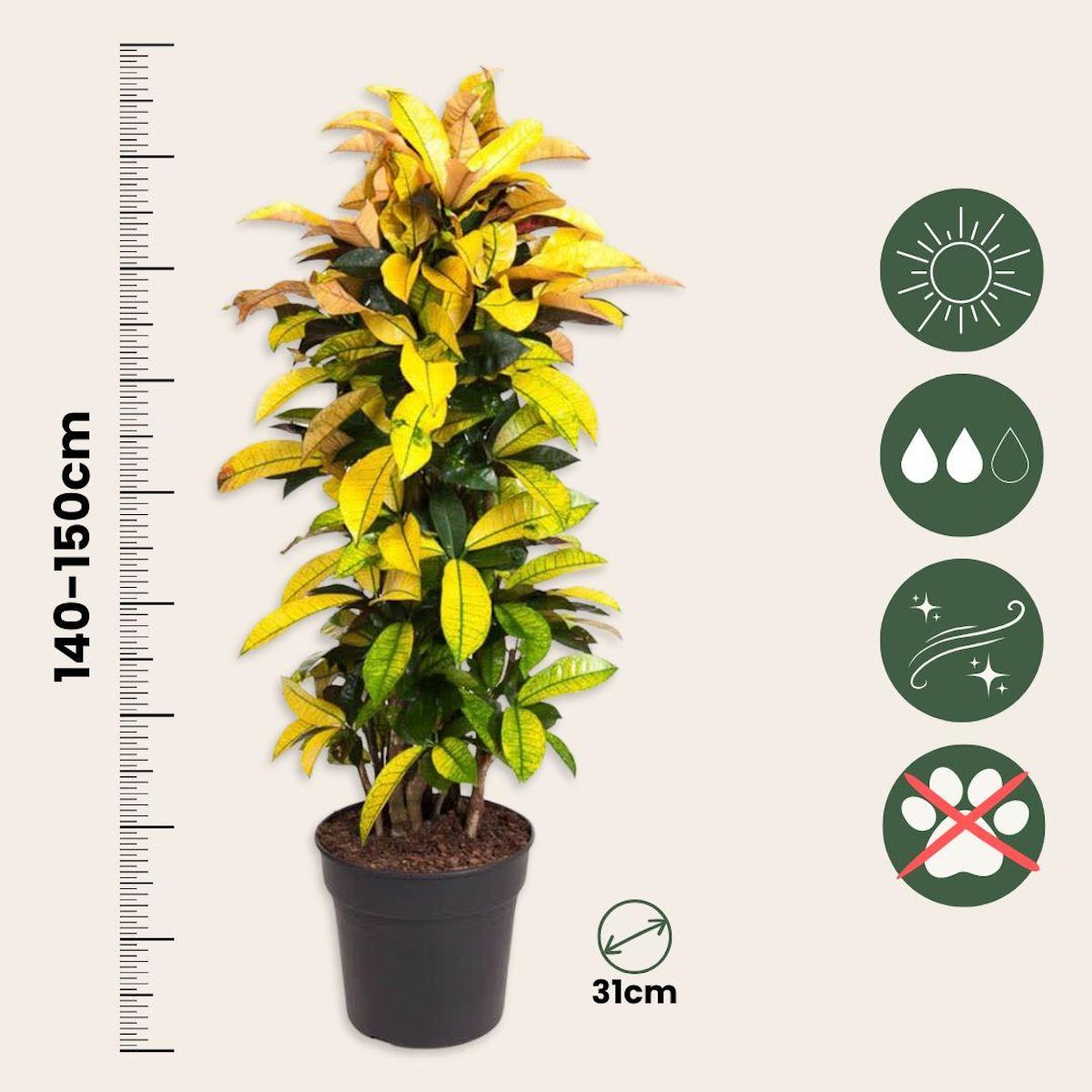 PLANT IN A BOX Croton - Codiaeum variegatum 'Mrs. Iceton' - Hauteur 140-150cm - ⌀31cm