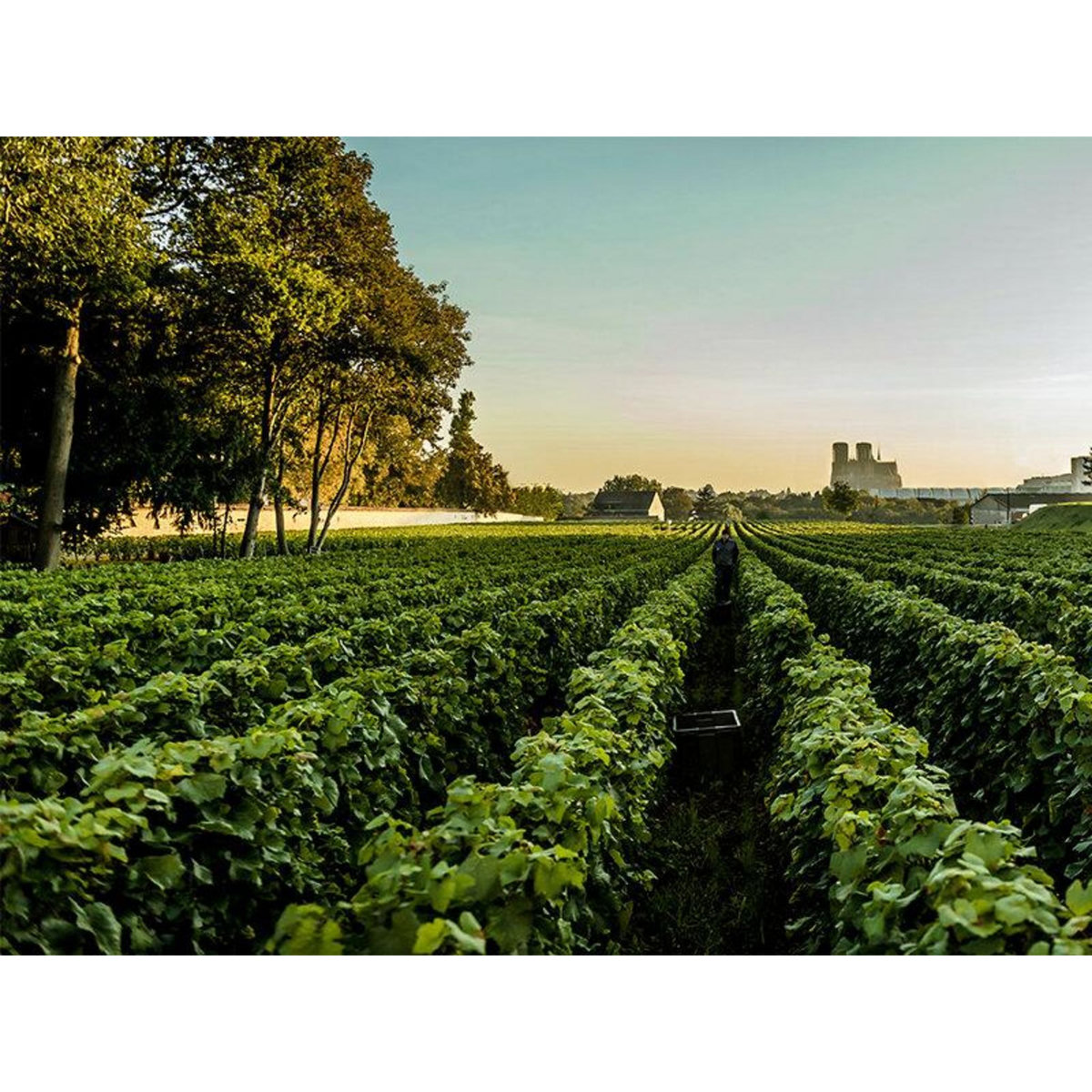 Smartbox Coffret 2 bouteilles de champagne Tsarine - Coffret Cadeau Gastronomie