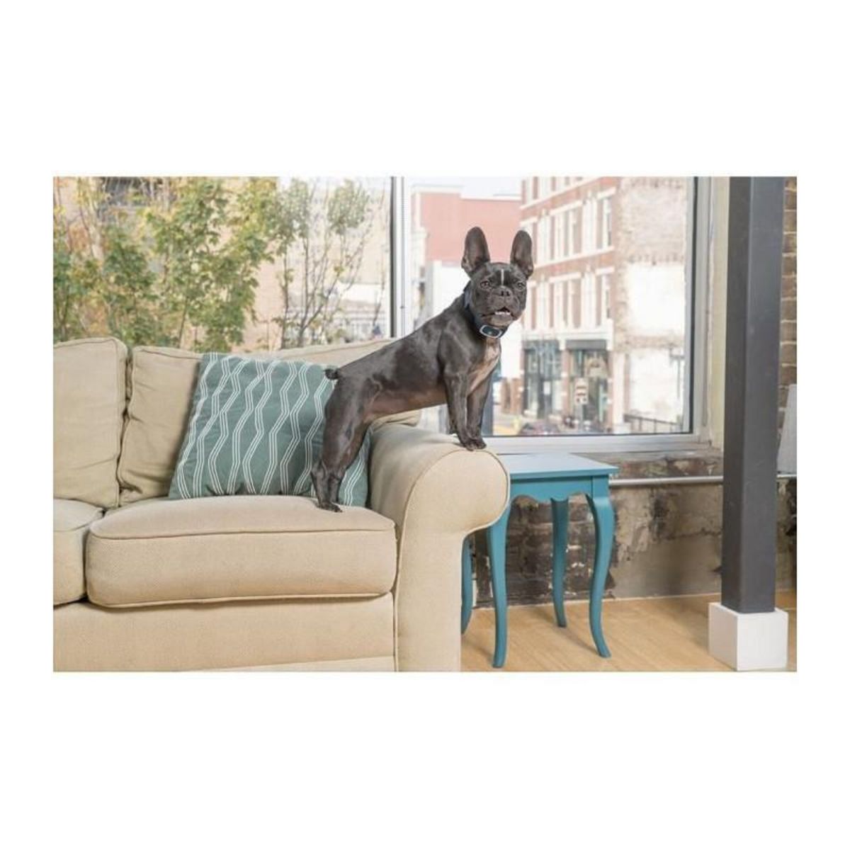 PETSAFE PBC19-16448 Collier Anti-aboiement LITE pour chien