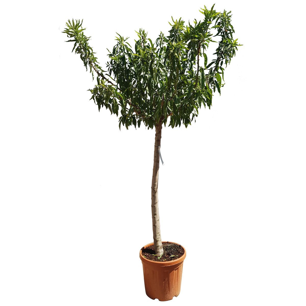 Amandier Ferragnes Pot 25L 1/2 Tige 12/14cm Haut. 130/150cm