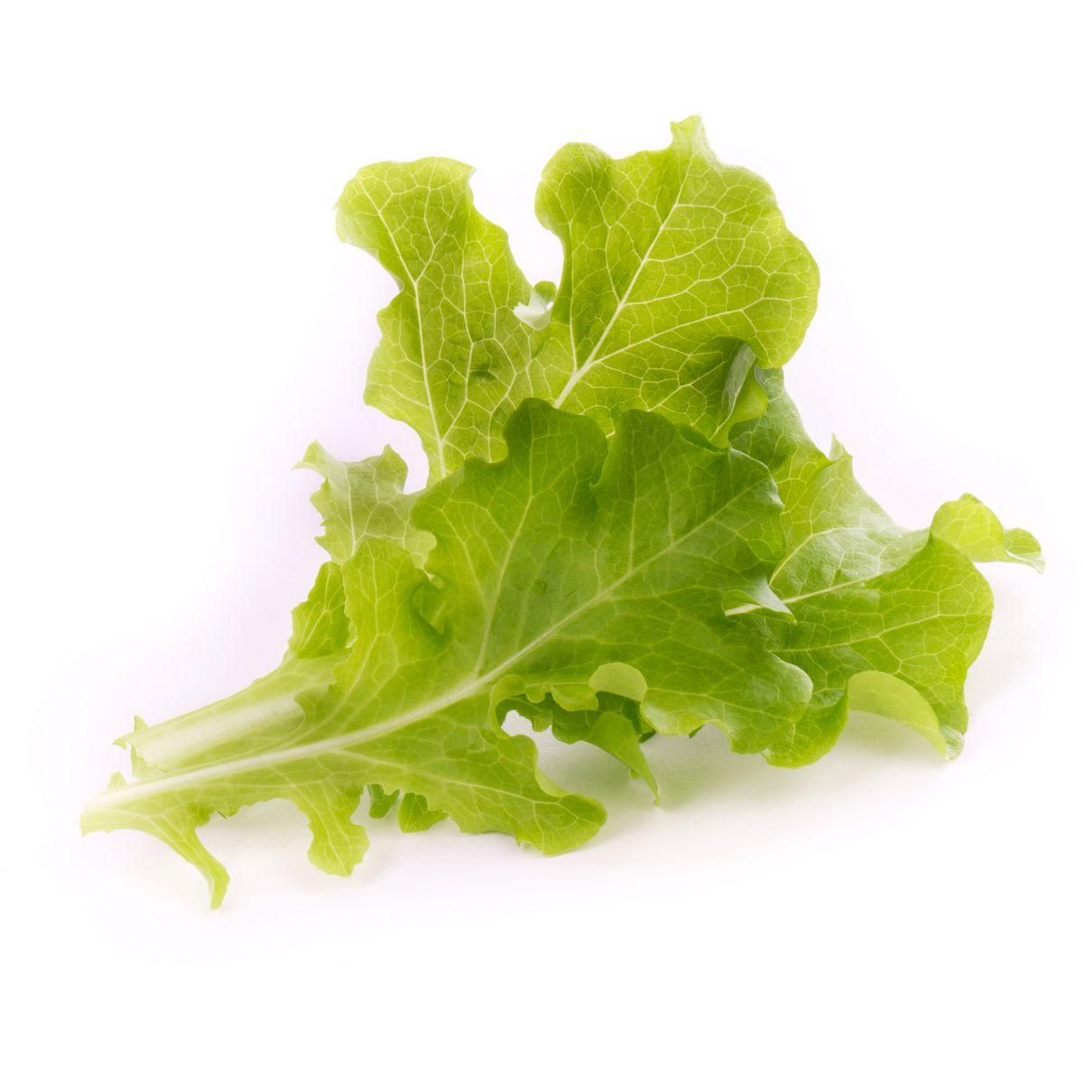 VERITABLE Recharge jardin d'intérieur Feuilles de chene BIO