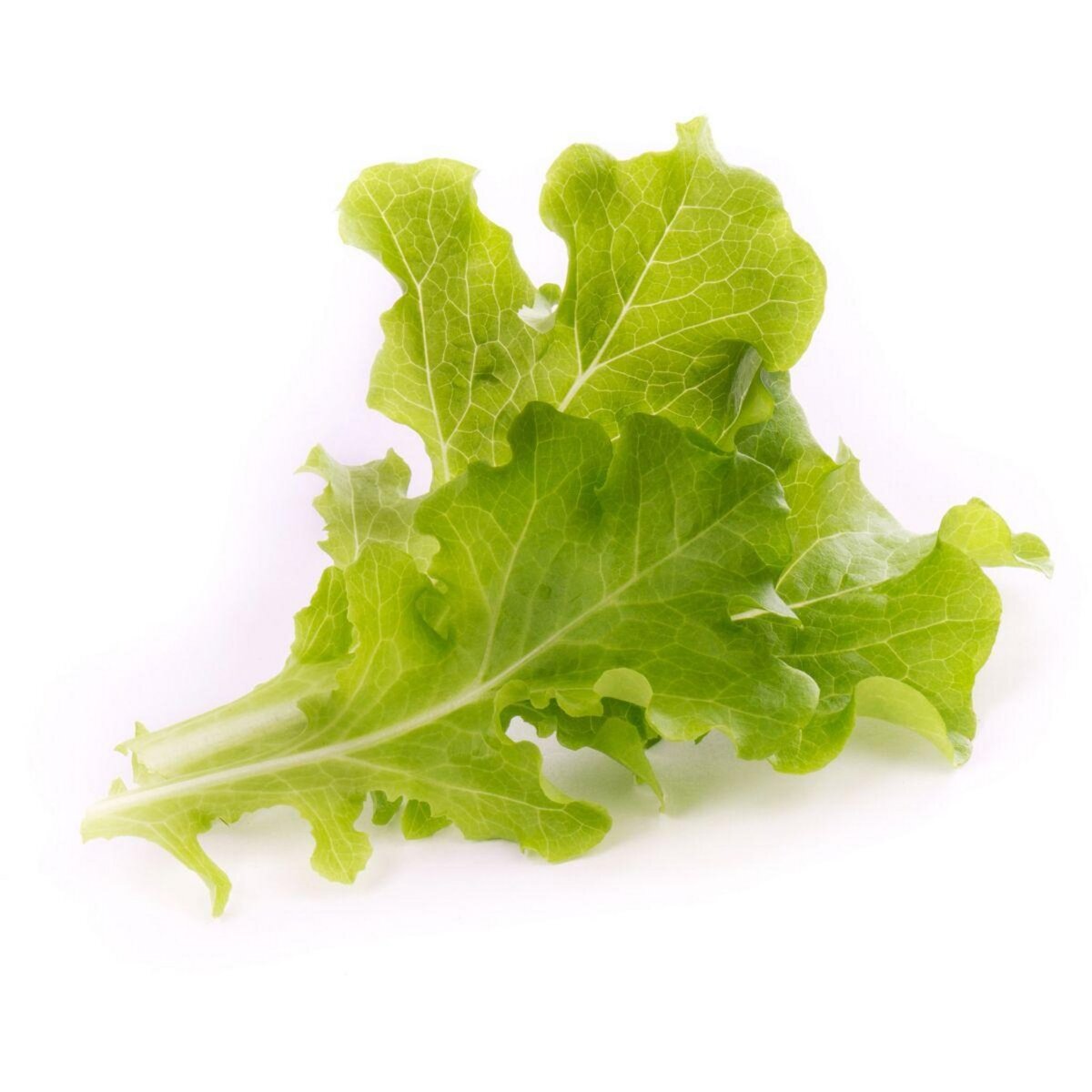 VERITABLE Recharge jardin d'intérieur Feuilles de chene BIO