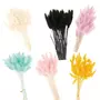 RICO DESIGN 6 bouquets de lagurus séchés multicolores 70 cm