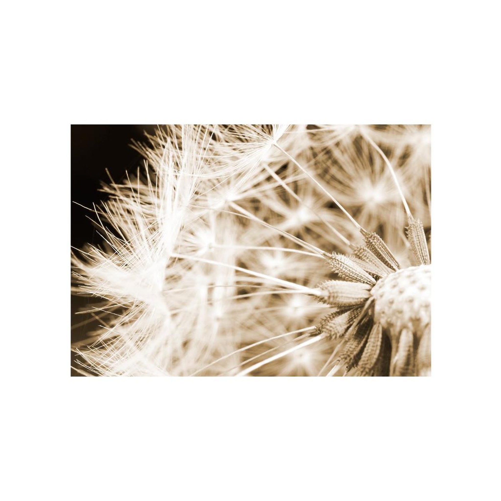 Voir la diapositive 2 : Paris Prix Papier Peint  Dandelion Sepia