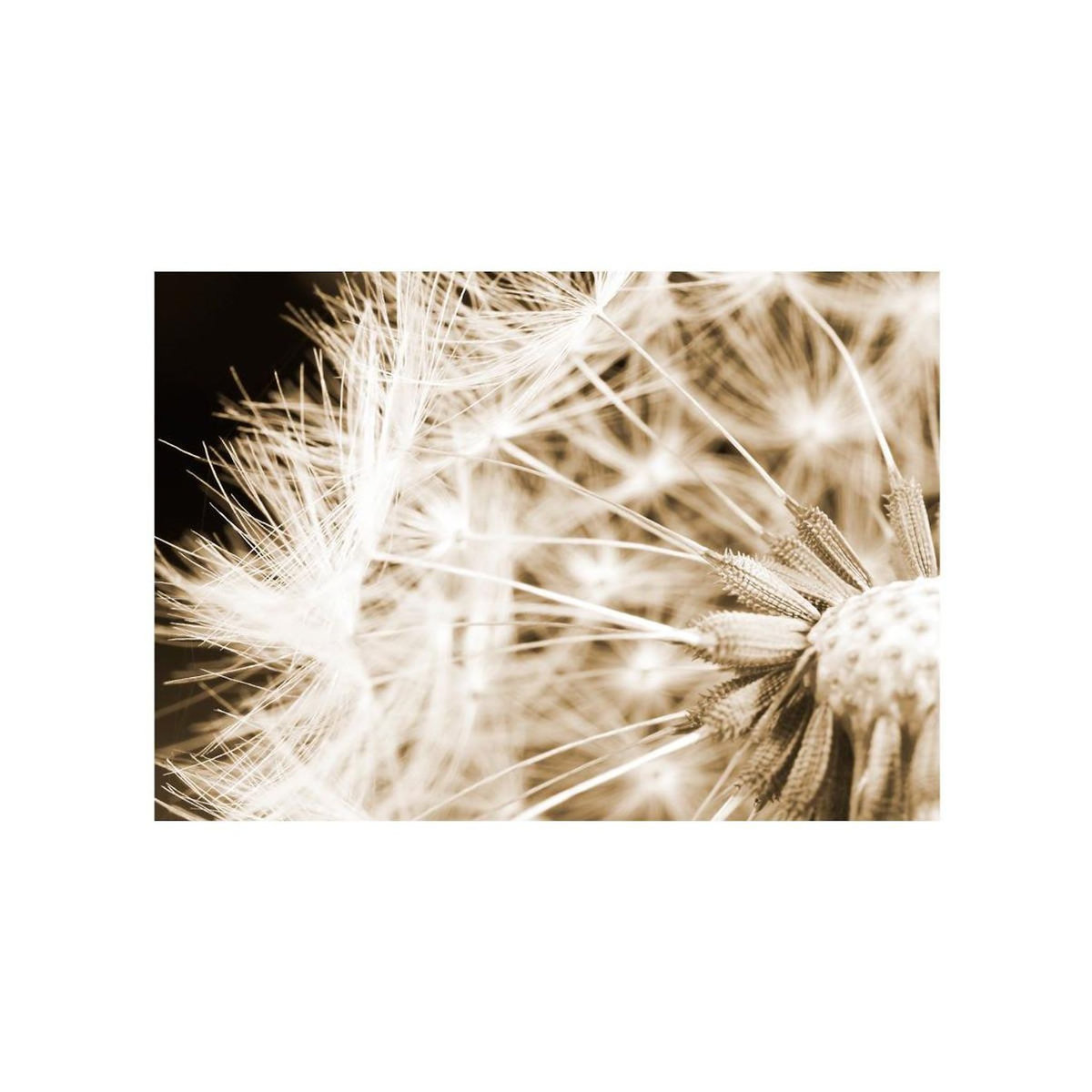 Paris Prix Papier Peint  Dandelion Sepia