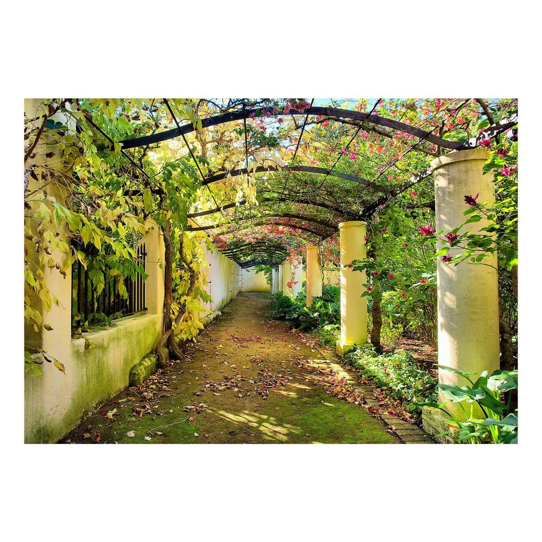 Voir la diapositive 2 : Paris Prix Papier peint  pergola