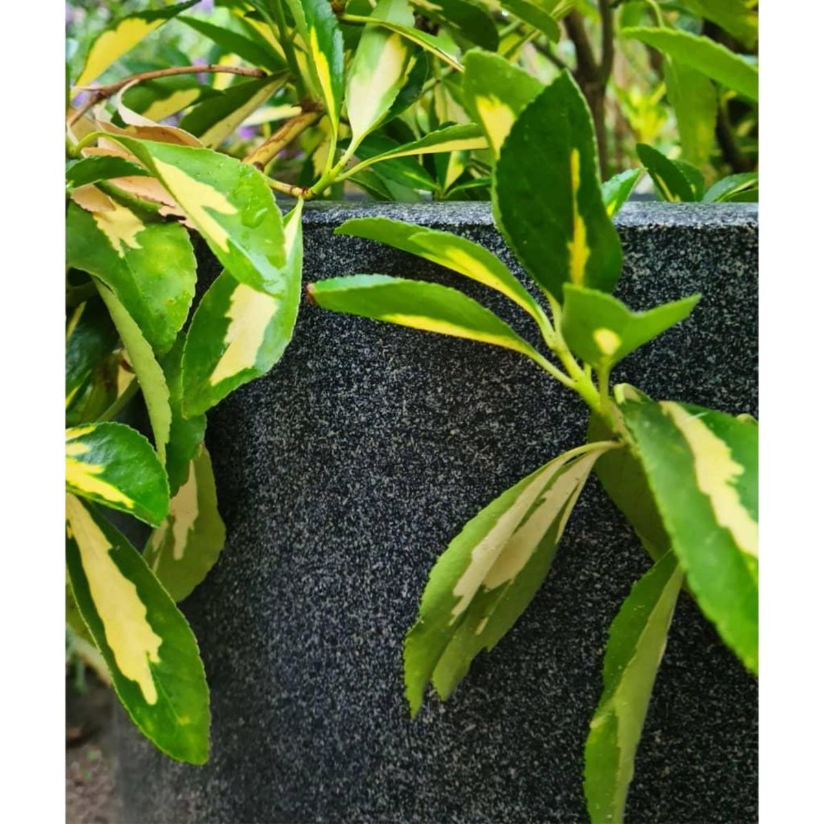 CAPI Capi Pot a fleurs Waste Smooth 43x41 cm Gris