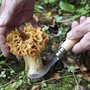Voir la diapositive 2 : Opinel Couteau d'office Cuisine Nomade champignon