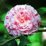 Voir la diapositive 3 : PLANT IN A BOX Camélia - Camellia japonica 'Bonomiana' - Hauteur 50-60cm - ⌀15cm