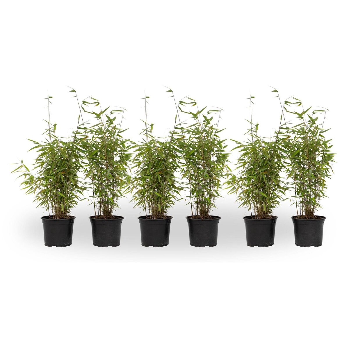 PLANT IN A BOX Bambou non-traçant - Set de 6 - Fargesia nitida 'Red Dragon' - H50-70cm - ⌀17cm
