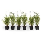 PLANT IN A BOX Bambou non-traçant - Set de 6 - Fargesia nitida 'Red Dragon' - H50-70cm - ⌀17cm