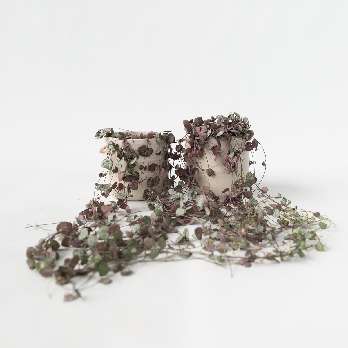 PLANT IN A BOX Chaîne des cœurs - Set de 2 - Ceropegia linearis Woodii - H20-30cm - ⌀14cm