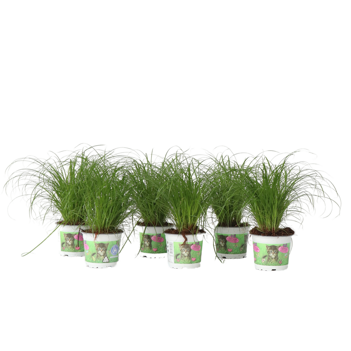 PLANT IN A BOX Herbe à chat - Set de 6 - Cyperus zumula - Hauteur 30-40cm - ⌀12cm