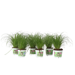 PLANT IN A BOX Herbe à chat - Set de 6 - Cyperus zumula - Hauteur 30-40cm - ⌀12cm