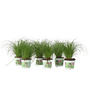 Voir la diapositive 1 : PLANT IN A BOX Herbe à chat - Set de 6 - Cyperus zumula - Hauteur 30-40cm - ⌀12cm