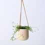Voir la diapositive 5 : PLANT IN A BOX Plante tortue - Senecio peregrinus - Hauteur 10-20cm - ⌀12cm
