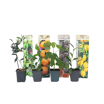 PLANT IN A BOX Mélange d'arbres fruitiers - Set de 8 - Hauteur 25-40cm - ⌀9cm
