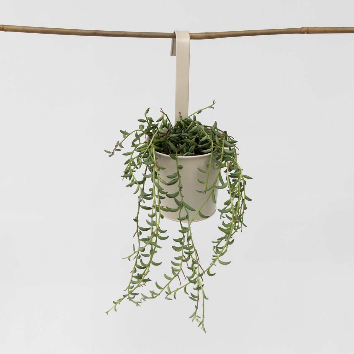 PLANT IN A BOX Collier de perles - Senecio radicans - Hauteur 10-20cm - ⌀12cm