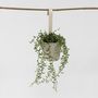 Voir la diapositive 6 : PLANT IN A BOX Collier de perles - Senecio radicans - Hauteur 10-20cm - ⌀12cm