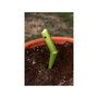 Voir la diapositive 6 : SUAN Lot de 2 outils de jardin - Suan - Transplantoir et pic - En acier