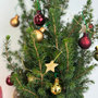 Voir la diapositive 2 : PLANT IN A BOX Mini-sapin avec sac-en-jute - Picea glauca Conica - 55-65cm - ⌀15cm