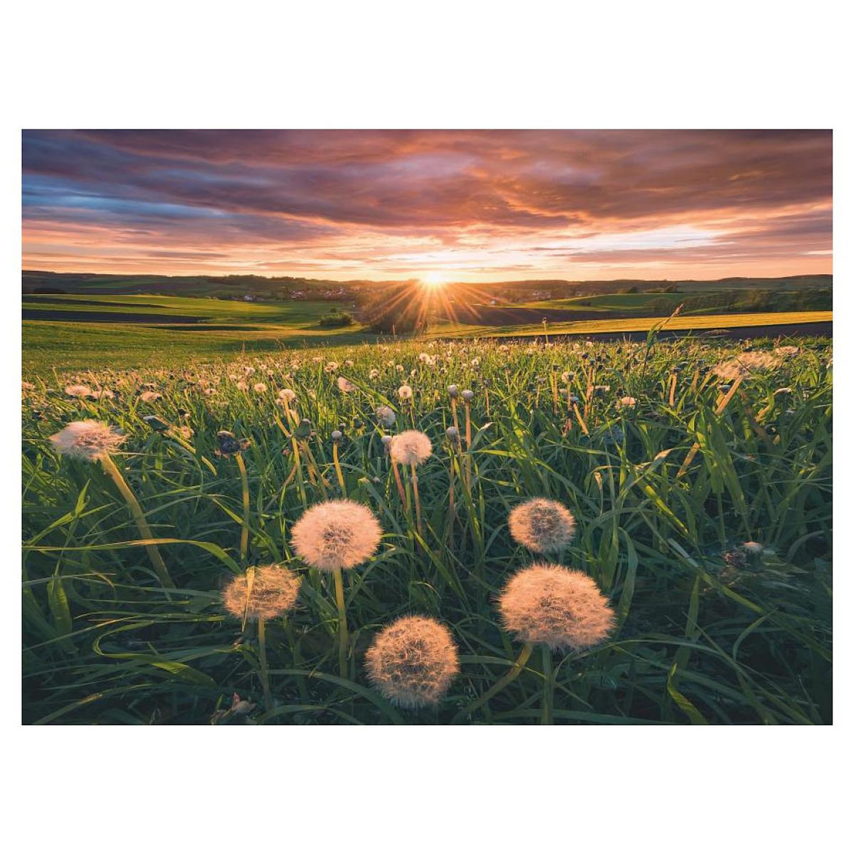 RAVENSBURGER Puzzle 500 p - pissenlits au crépuscule