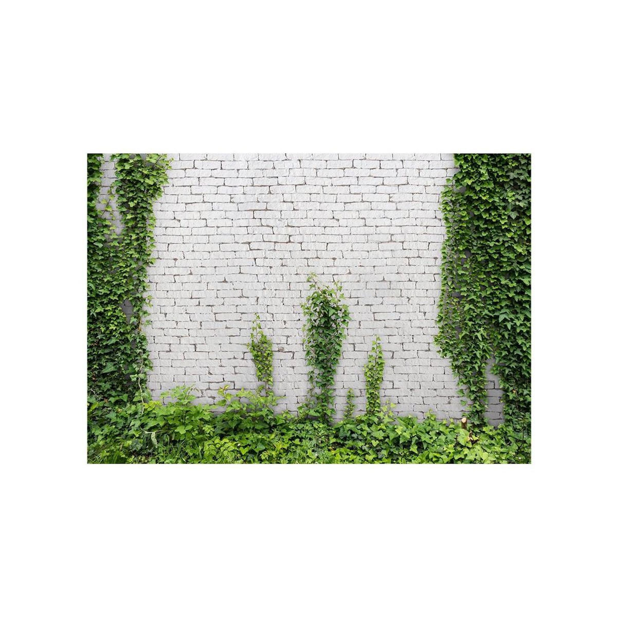 Paris Prix Papier Peint  Lierre Grimpant