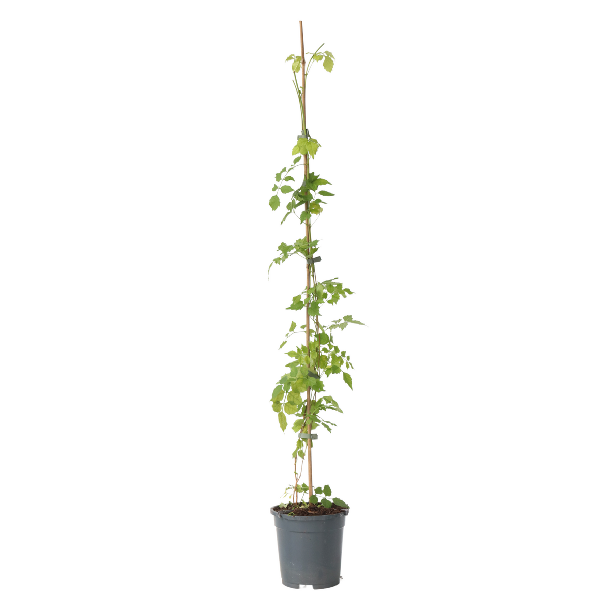 PLANT IN A BOX Bignone à trompettes - Campsis radicans - Hauteur 110-120cm - ⌀17cm