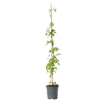 PLANT IN A BOX Bignone à trompettes - Campsis radicans - Hauteur 110-120cm - ⌀17cm