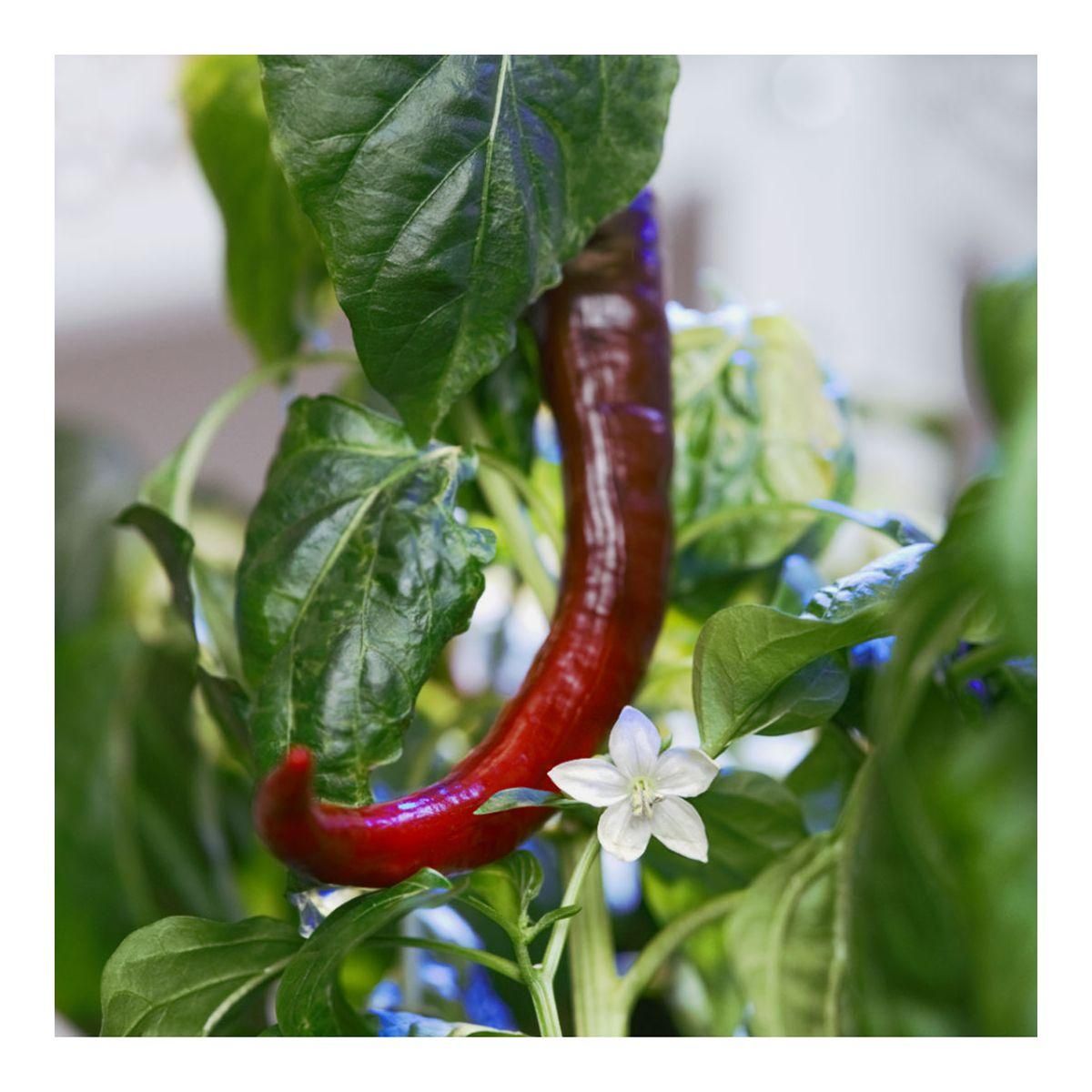 VERITABLE Recharge jardin d'intérieur Mini Piments