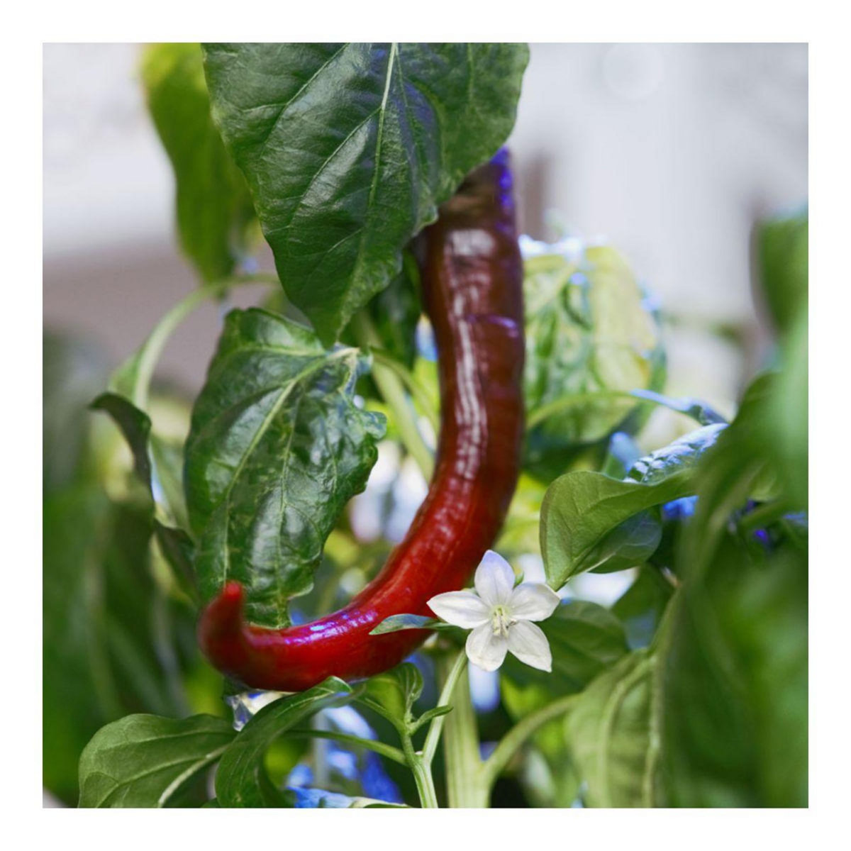 VERITABLE Recharge jardin d'intérieur Mini Piments
