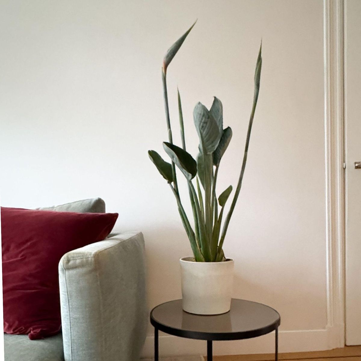 PLANT IN A BOX Oiseau de paradis - Strelitzia reginae - avec fleurs - Hauteur 70-100cm - Ø19cm