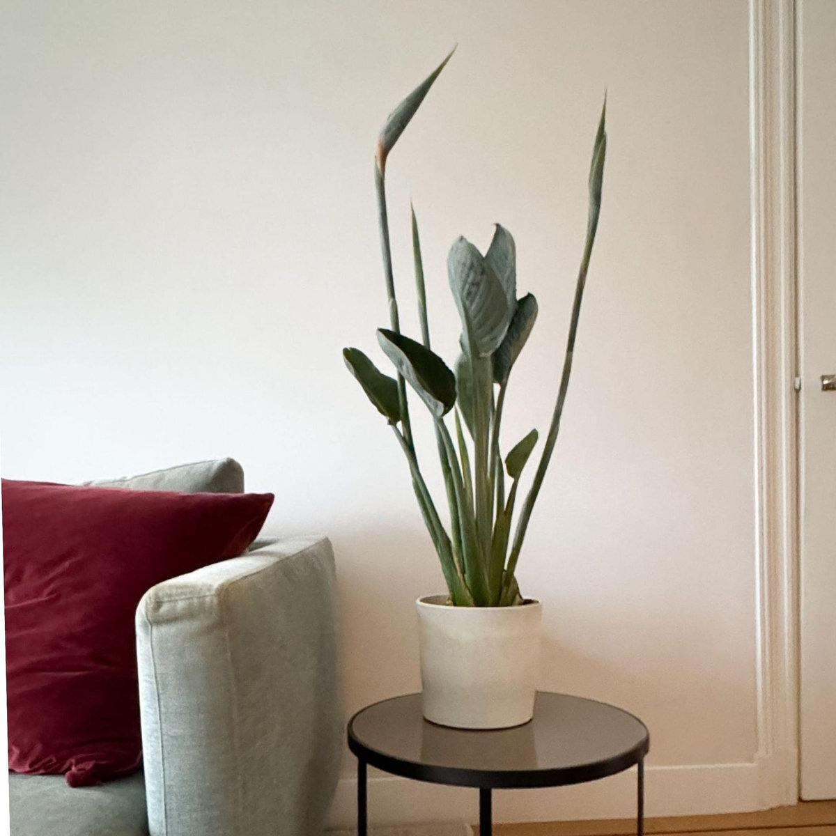 PLANT IN A BOX Oiseau de paradis - Strelitzia reginae - avec fleurs - Hauteur 70-100cm - Ø19cm