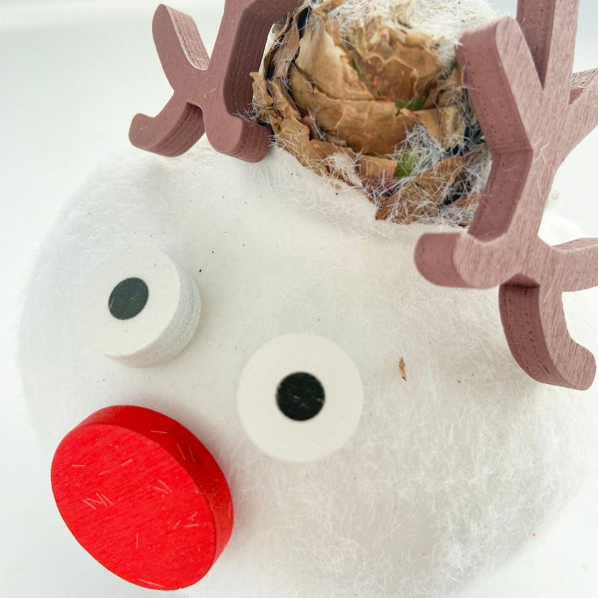 PLANT IN A BOX Amaryllis - Hippeastrum 'Spécial Cire Renne'