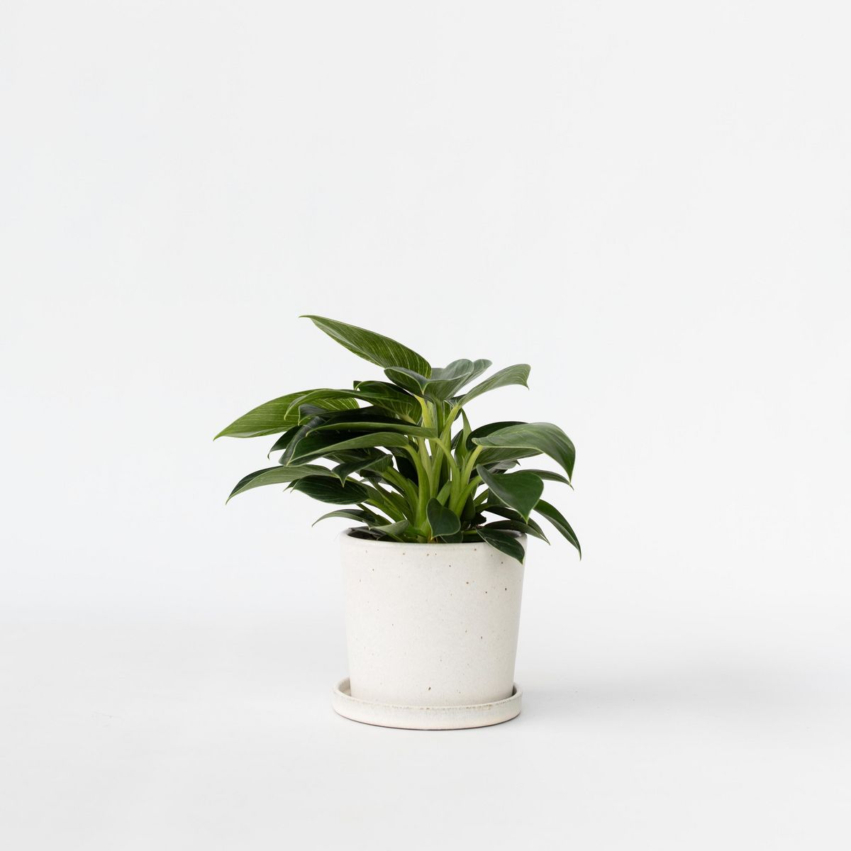 PLANT IN A BOX Plante verte - Philodendron 'White Wave' - Hauteur 25-40cm - ⌀12cm