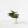 Voir la diapositive 5 : PLANT IN A BOX Plante verte - Philodendron 'White Wave' - Hauteur 25-40cm - ⌀12cm