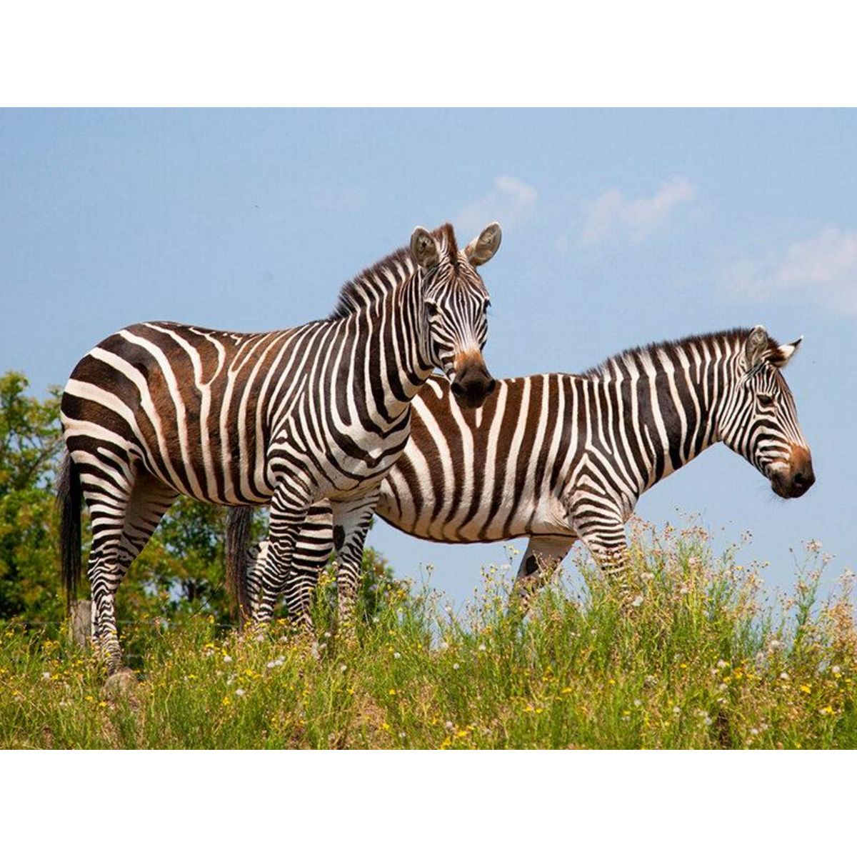 Smartbox Journée zoo en duo : 2 entrées adultes pour le Safari de Peaugres - Coffret Cadeau Sport & Aventure