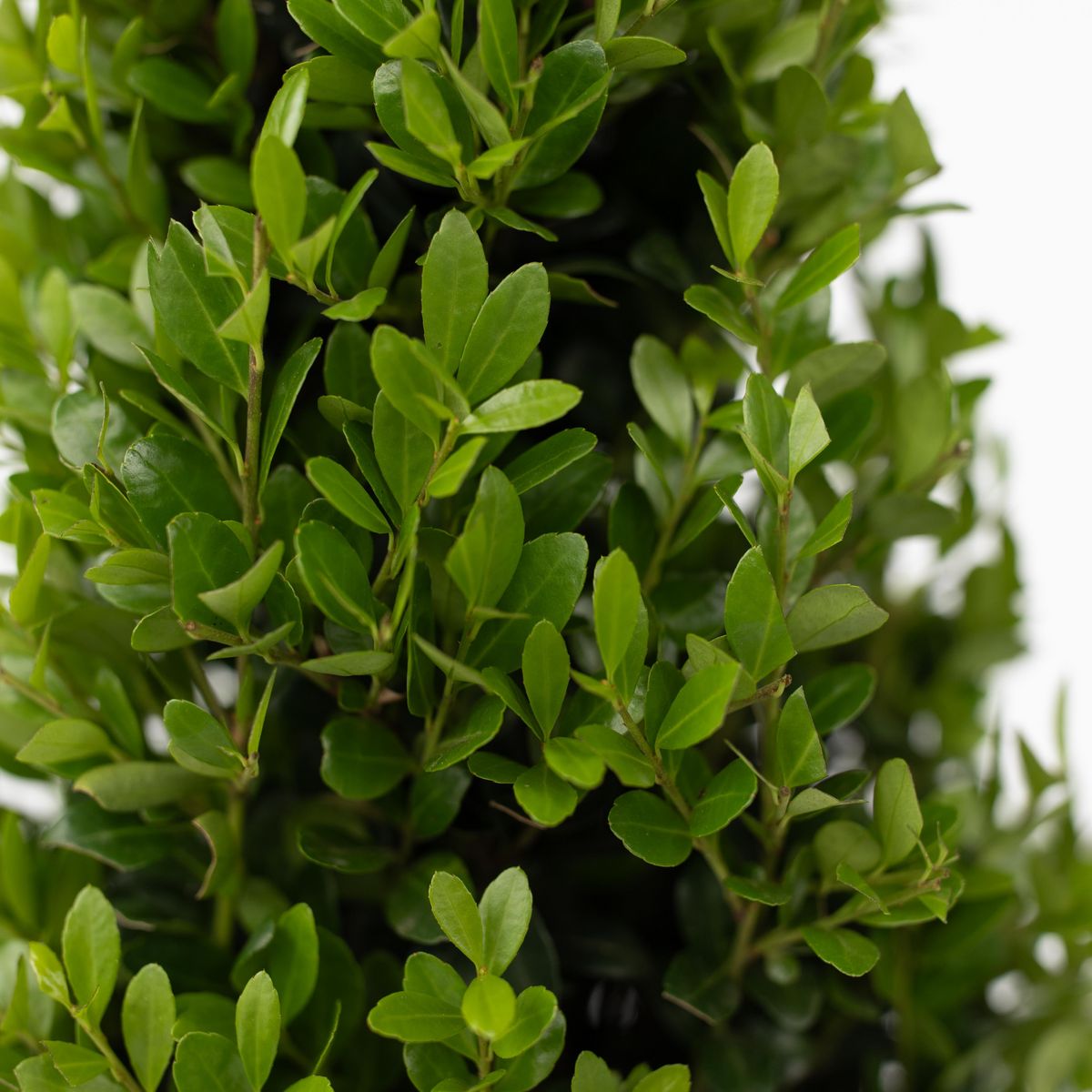PLANT IN A BOX Houx crenelé - Set de 2 - Ilex crenata 'Jenny' - Hauteur 55-65cm - ⌀21cm