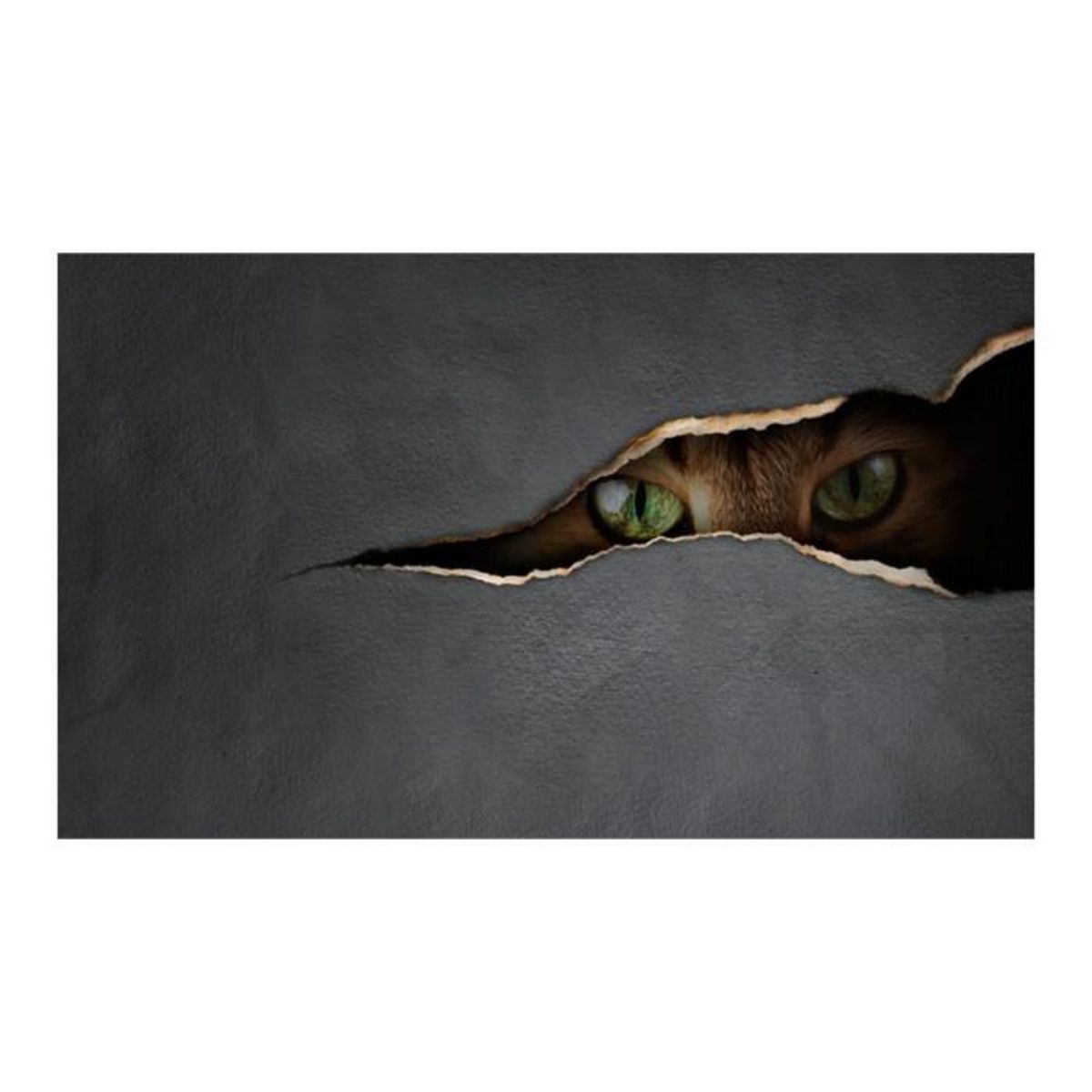 Paris Prix Papier Peint  Regard du Chat  270x450cm