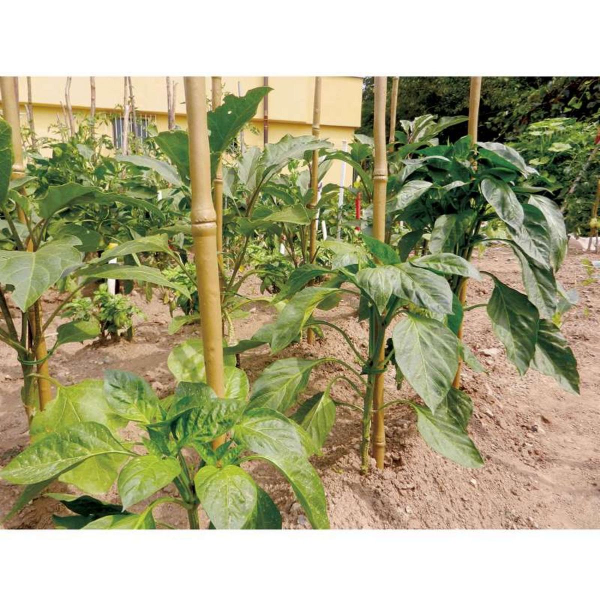 Tenax Tuteur synthétique bambou  Taille 1.2 m
