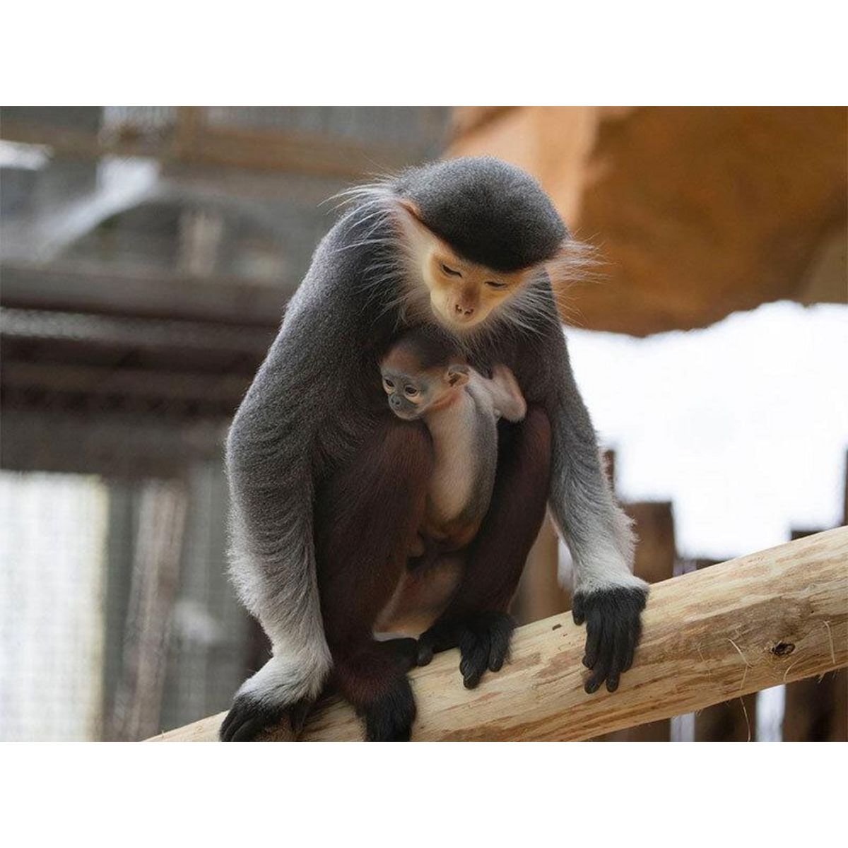 Smartbox Séjour au ZooParc de Beauval en 2025 : 1 journée et 1 nuit à proximité pour 2 adultes - Coffret Cadeau Multi-thèmes