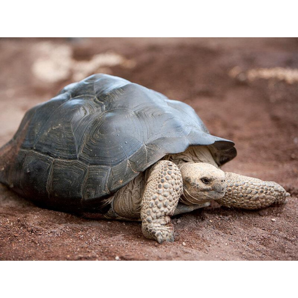 Smartbox Journée en famille près de Montélimar : entrées pour La Ferme aux Crocodiles pour 2 adultes et 1 enfant - Coffret Cadeau Sport & Aventure