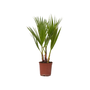 Voir la diapositive 1 : PLANT IN A BOX Palmier de Washington - Washingtonia robusta - Hauteur 50-60cm - ⌀15cm