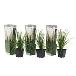 PLANT IN A BOX Herbe de la Pampa - Set de 3 - Cortaderia selloana - Hauteur 25-40cm - ⌀9cm